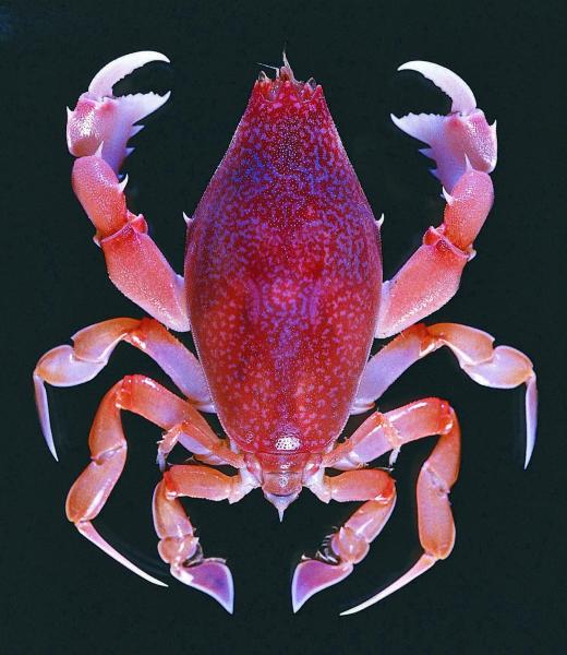 世界上最古老的螃蟹图片