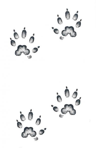 黄鼠狼爪子印图片图片