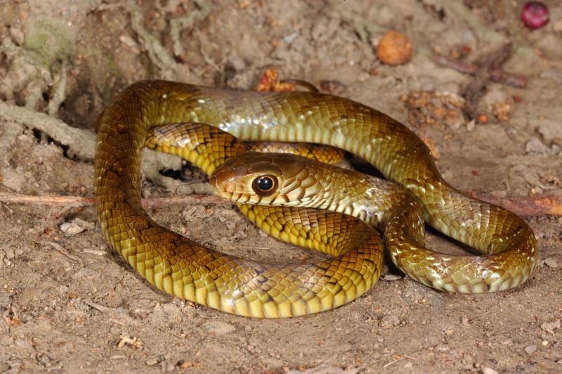 南方常见的蛇 毒蛇图片