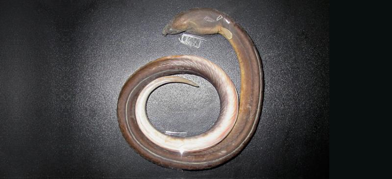 波露豆齿蛇鳗图片